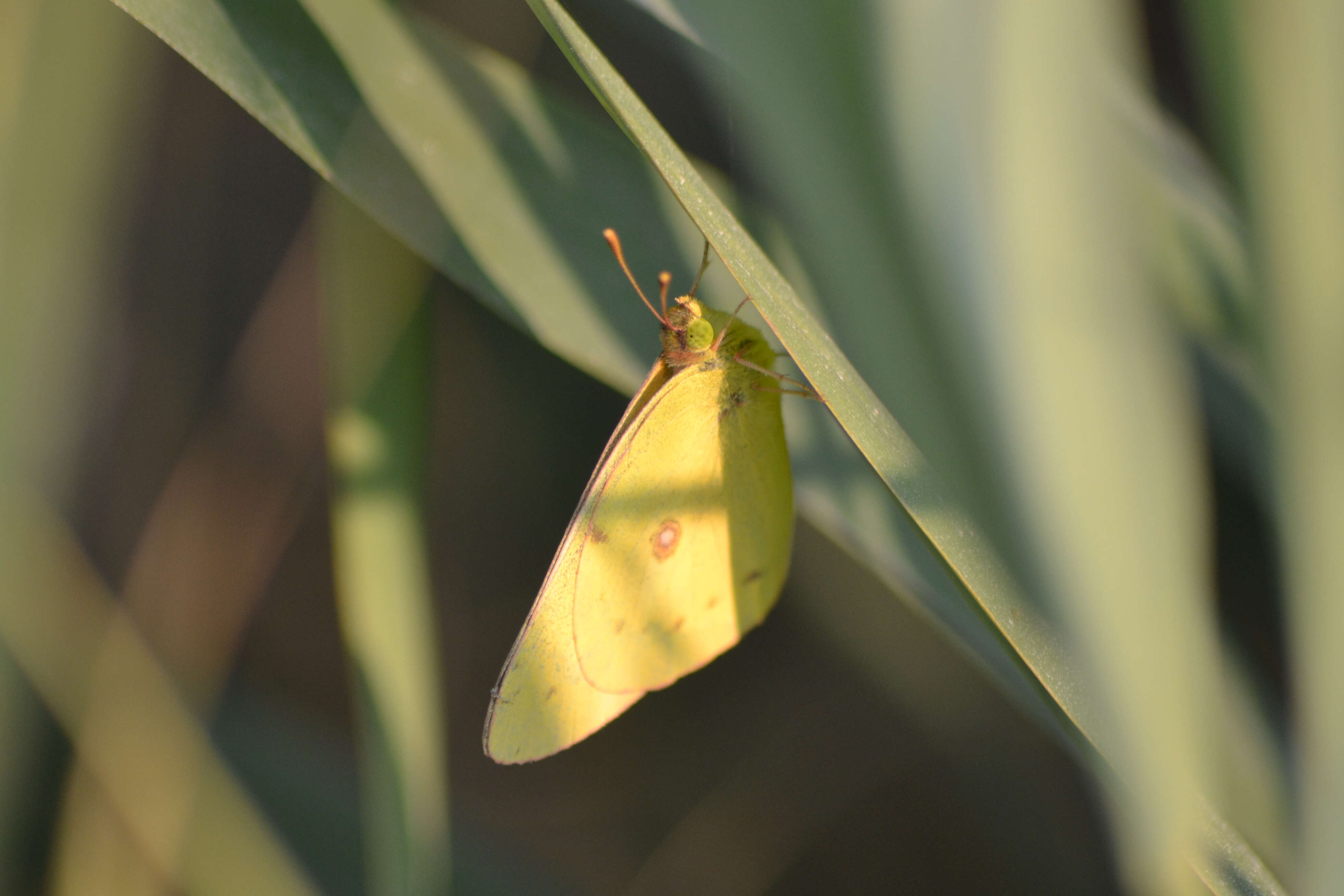 Image of Orange Sulphur