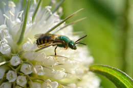 Image of Metallic Green Bees