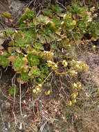 Image of Aeonium glutinosum (Ait.) Webb & Berth.