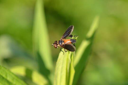 Image of Tachinid fly