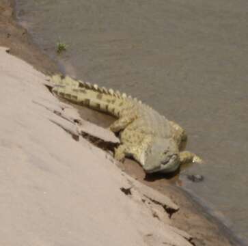 Imagem de Crocodylus niloticus pauciscutatus Deraniyagala 1948