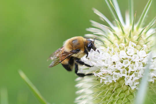 Image of Brown-belted Bumblebee