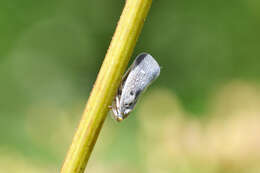 Image of Citrus Flatid Planthopper