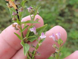 Image of South American Skullcap