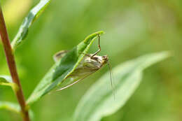 صورة Sitochroa palealis Schiffermüller