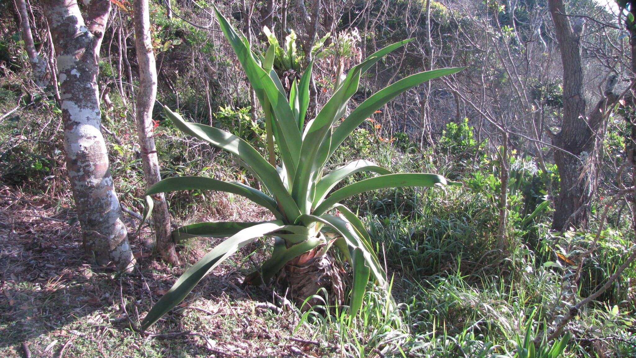 Doryanthes palmeri W. Bull resmi