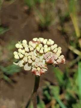 صورة Asclepias fallax (Schltr.) Schltr.