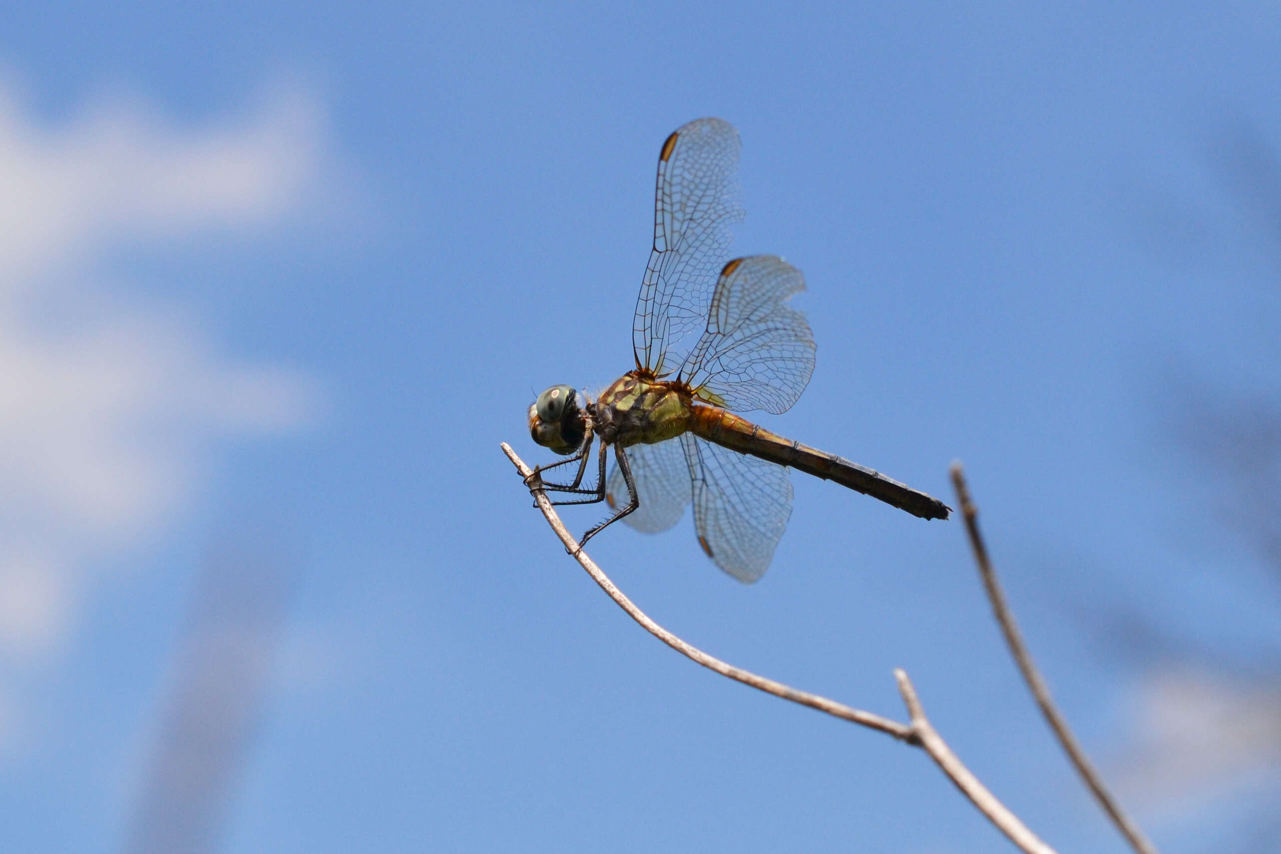 Image of Blue Dasher