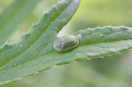 Image of thistle tortoise beetle