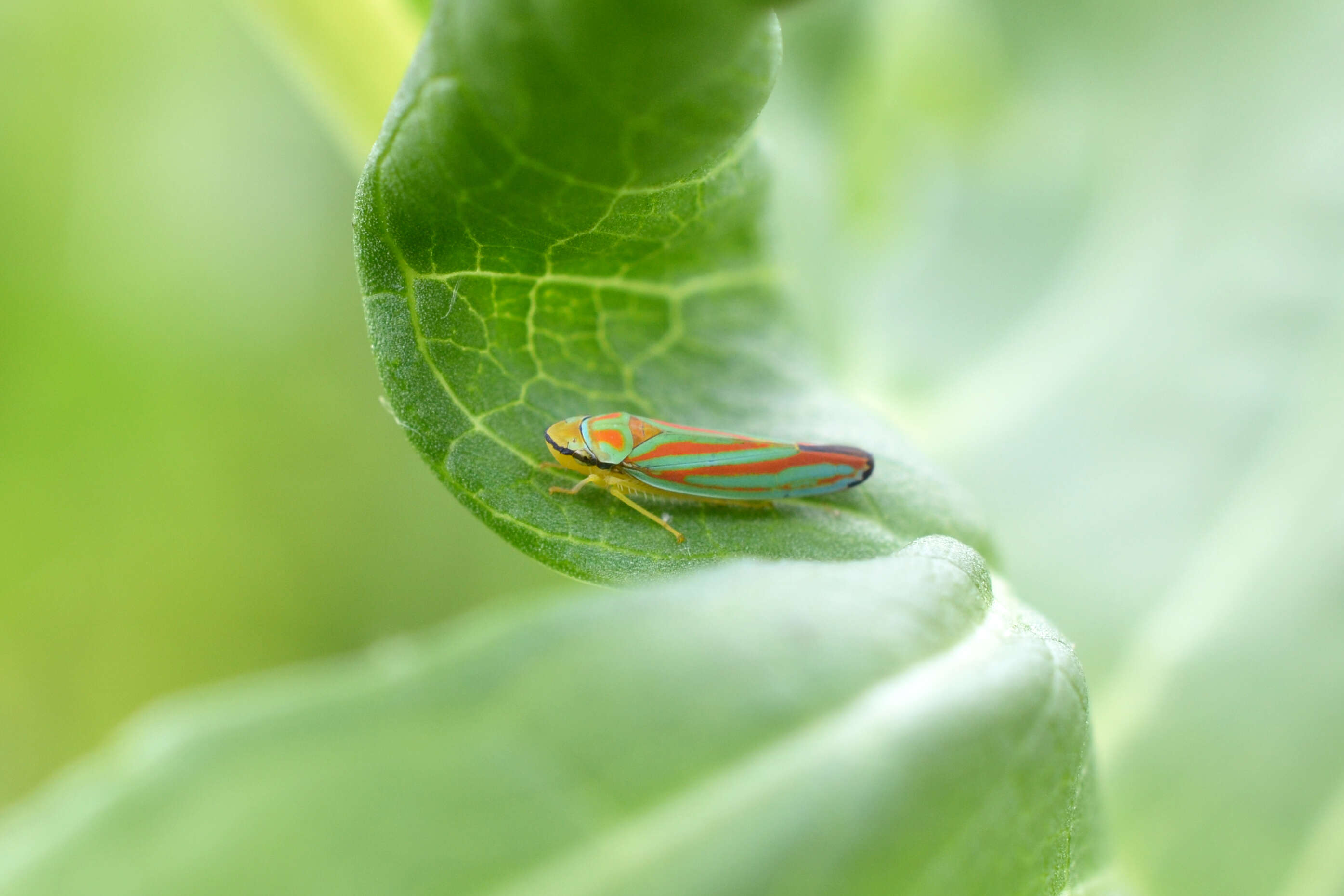 Graphocephala coccinea (Forster & J. R. 1771)的圖片