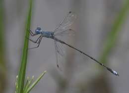 Image of <i>Lestes simulatrix</i>