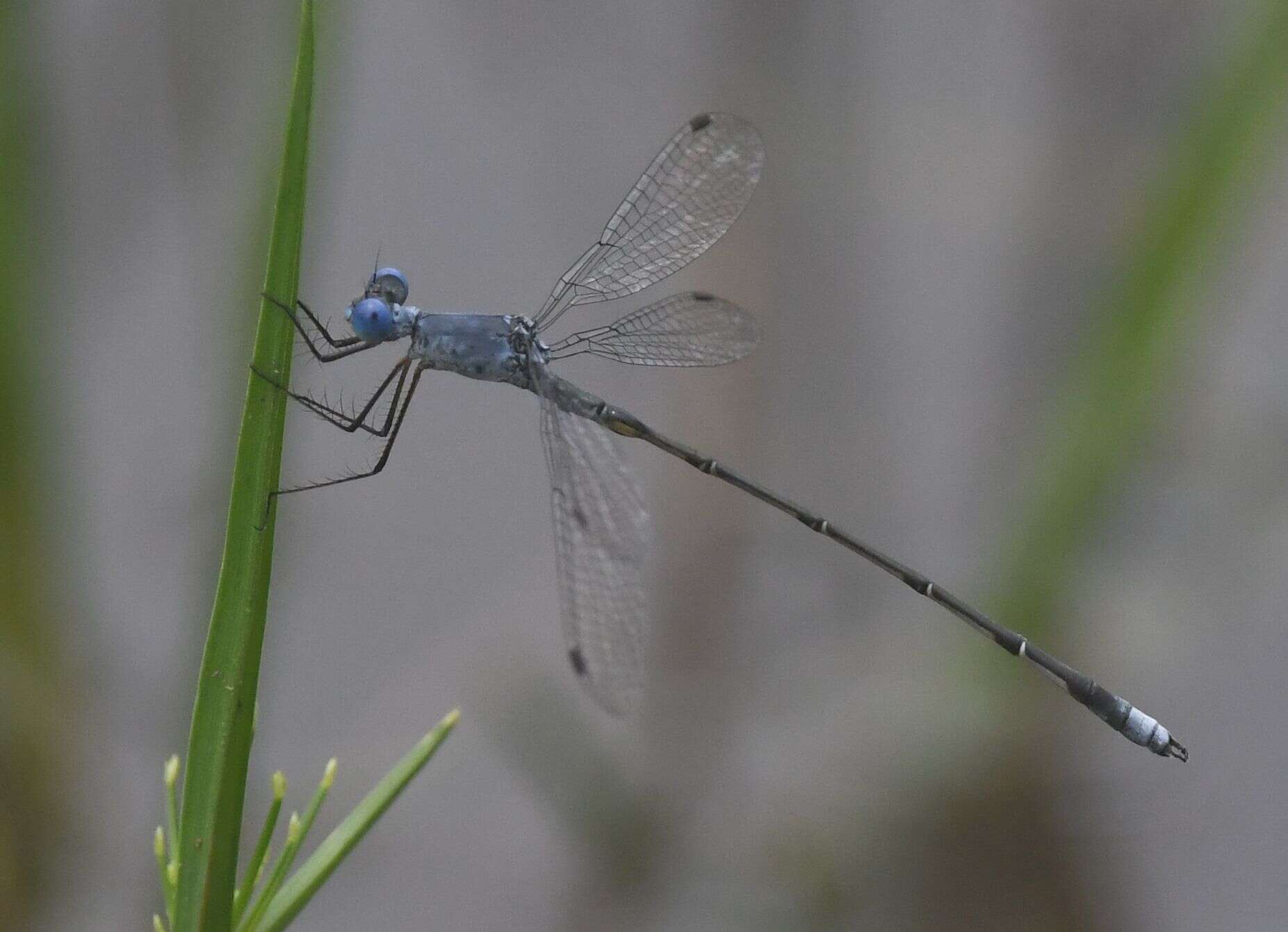 Image of <i>Lestes simulatrix</i>