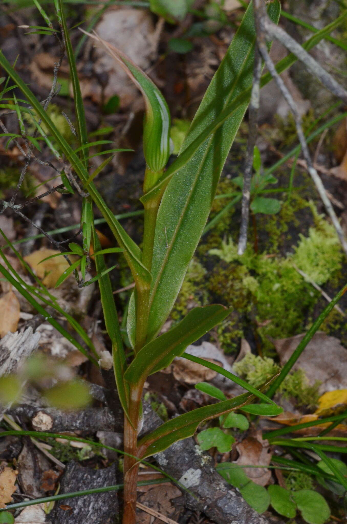 Image of Pterostylis cardiostigma D. Cooper