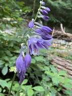 Imagem de Hosta ventricosa Stearn