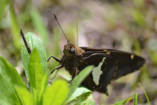 Image of Silver-spotted Skipper