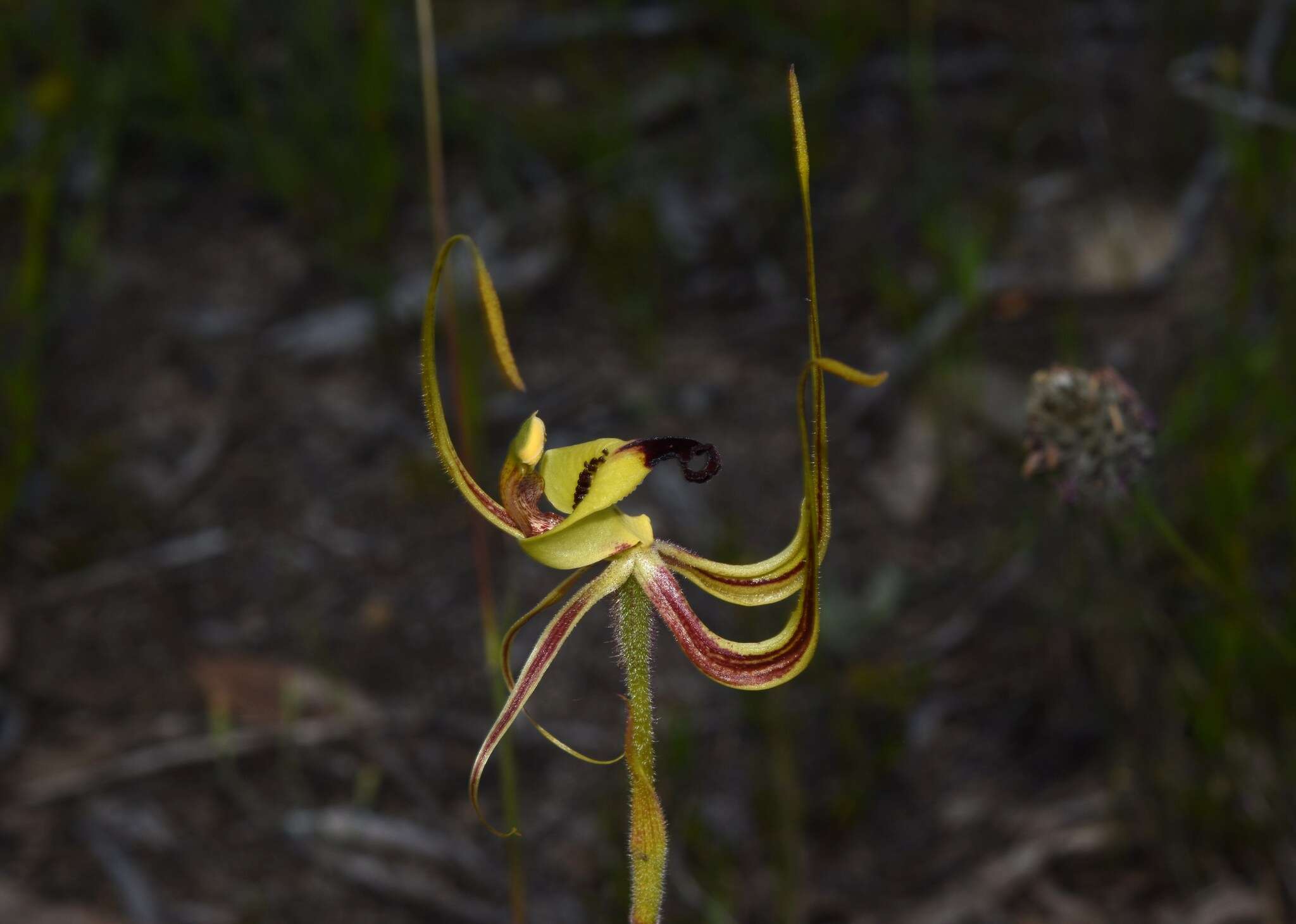 Caladenia integra E. Coleman的圖片