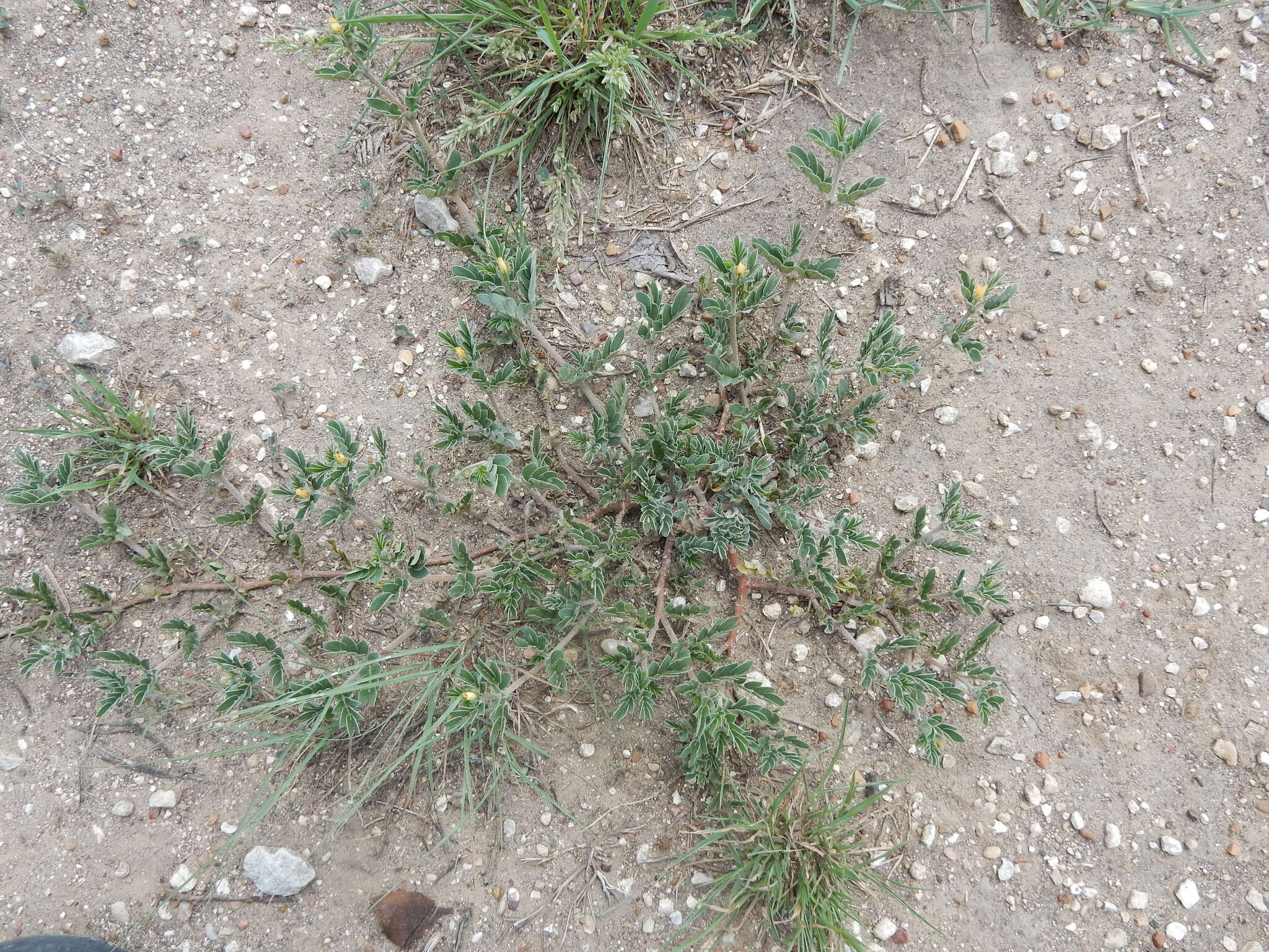 Image of hairy caltrop