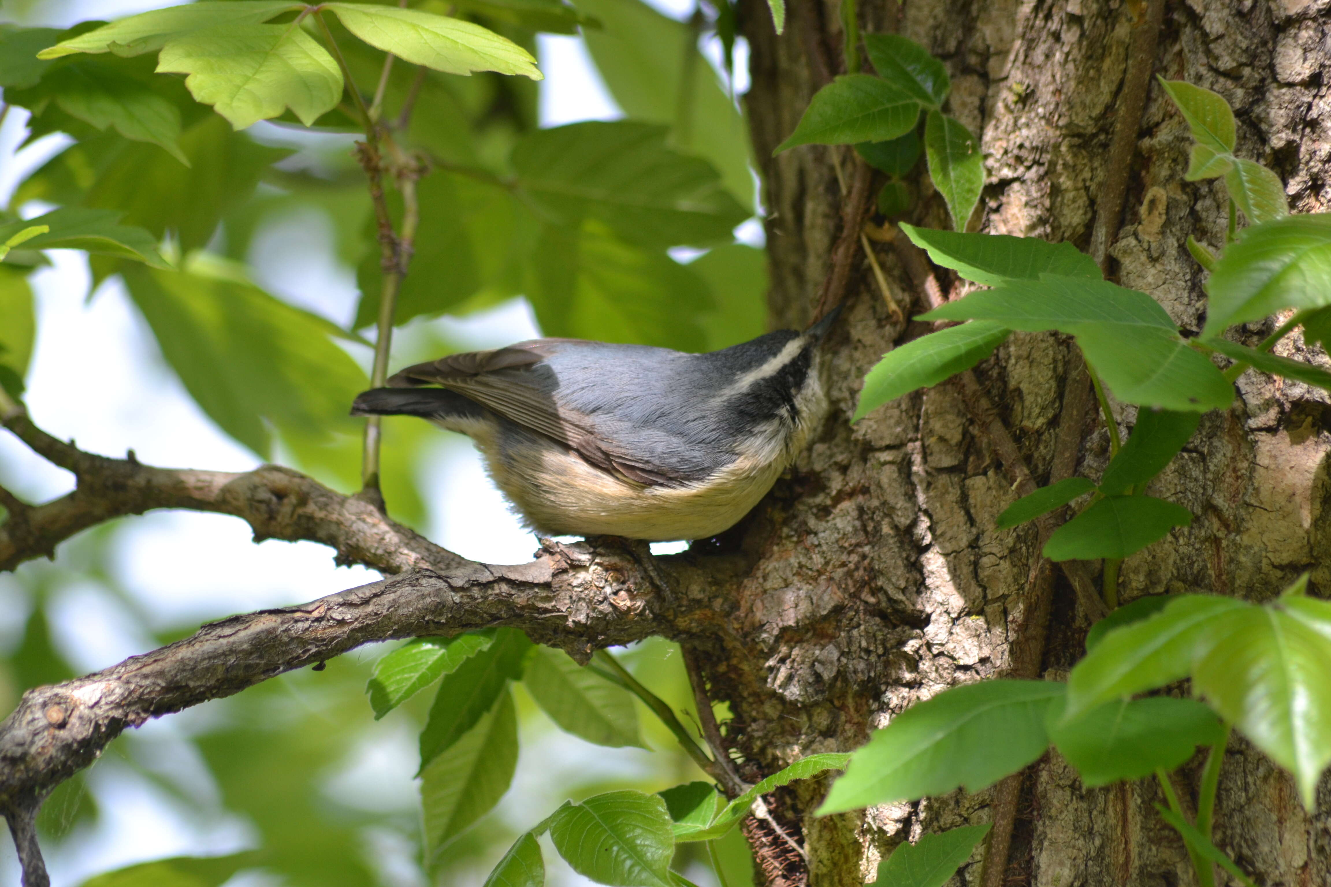 Image of Red-breasted Nuthatch