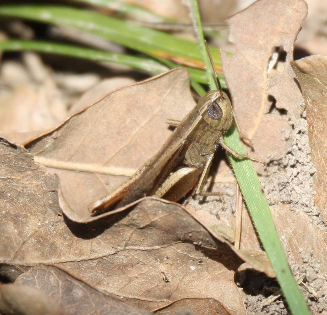 Image of Brown Winter Grasshopper