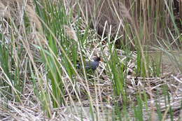 Image of Common Gallinule