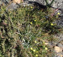 Image of Osteospermum triquetrum L. fil.