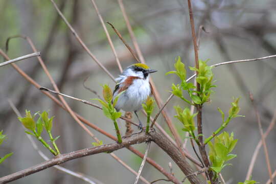 Image of Chestnut-sided Warbler