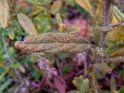 Image of Thomasia petalocalyx F. Müll.