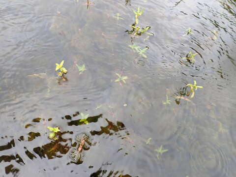 Image of Beck's water-marigold