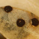 Image of Puccinia buxi Sowerby 1809