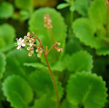 Sivun Saxifraga polita (Haw.) Link kuva