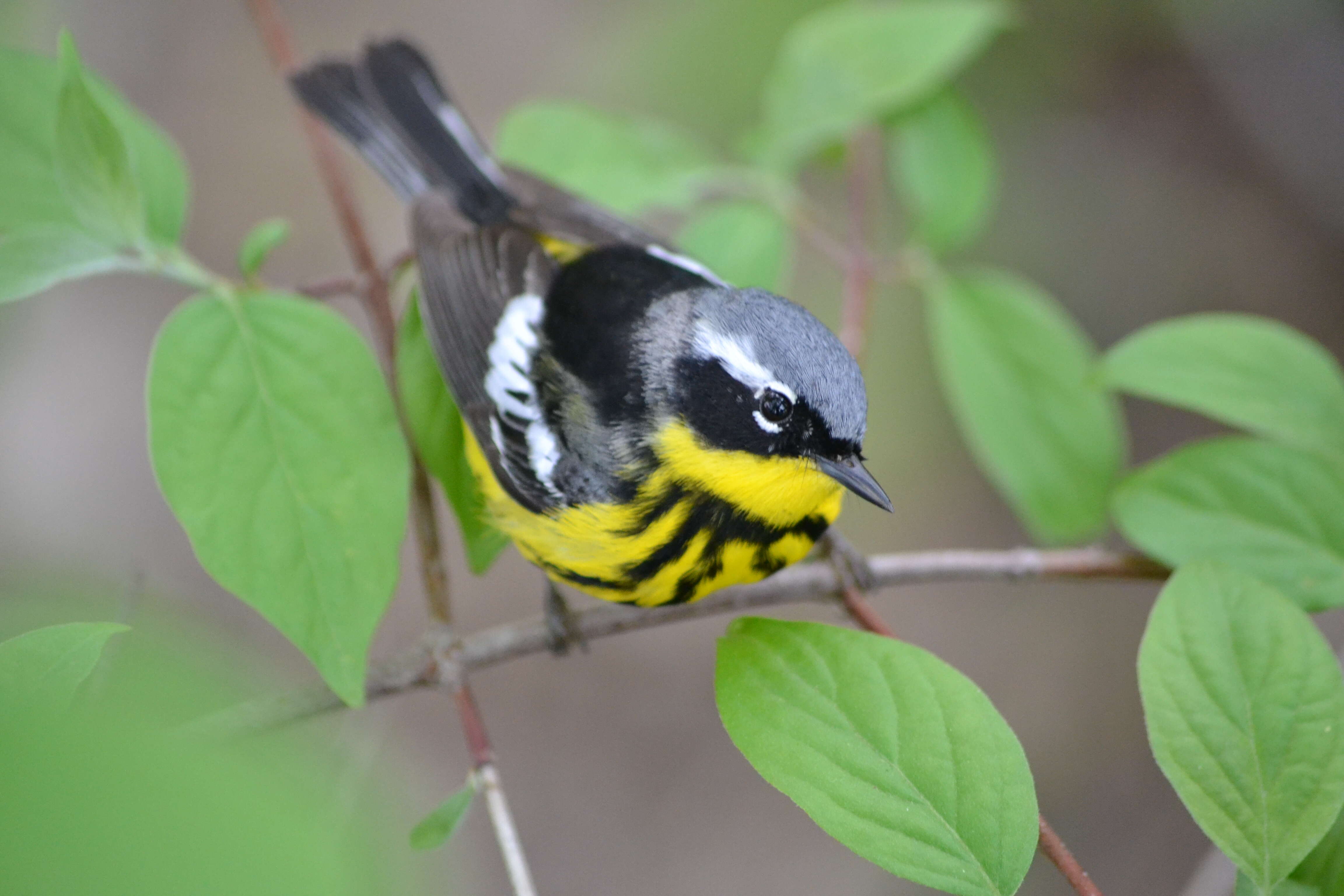 Image of Magnolia Warbler