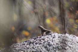 Plancia ëd Sceloporus licki Van Denburgh 1895