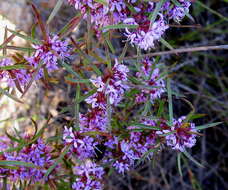 Image of Agathosma pungens (E. Mey. ex Sond.) Pillans