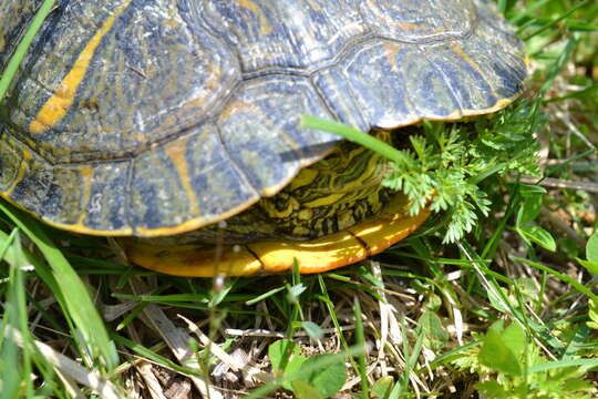 Image of slider turtle, red-eared terrapin, red-eared slider