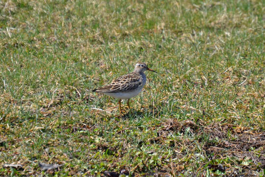 Image of Pectoral Sandpiper