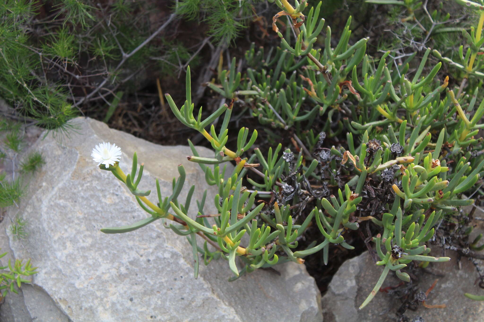 Image of Stayneria neilii (L. Bol.) L. Bol.