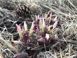 Image of dwarf lousewort