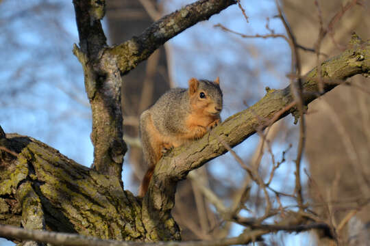 Image of Sciurus subgen. Sciurus Linnaeus 1758