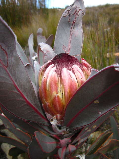 Image of Protea lorifolia (Salisb. ex Knight) Fourc.