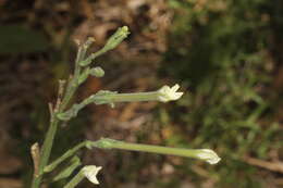 Image de Nicotiana megalosiphon Heurck & Muell.-Arg.