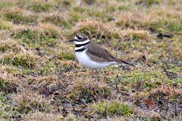 Image of Killdeer