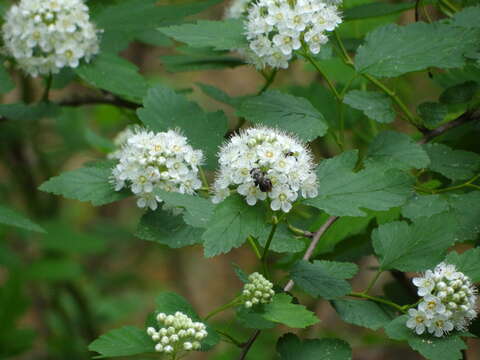 Plancia ëd Physocarpus opulifolius var. intermedius (Rydb.) B. L. Robins.