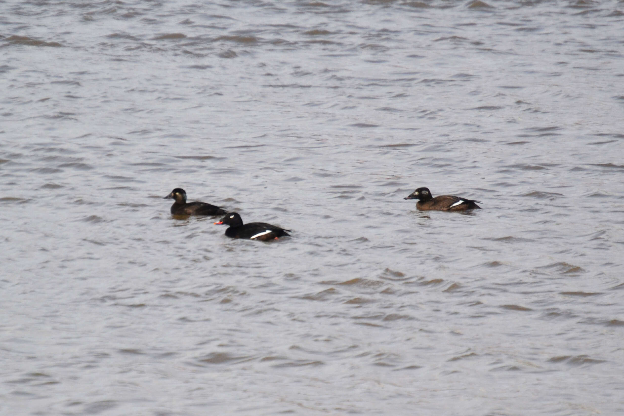 Image of White-winged Scoter