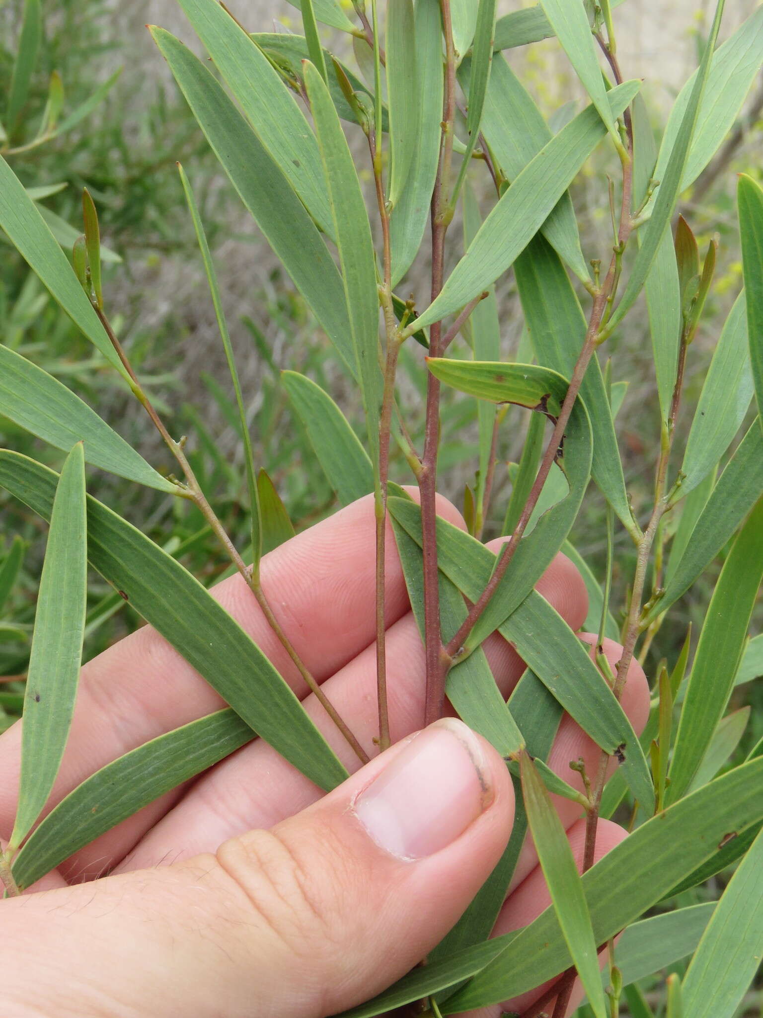 Image of Red-eyed Wattle