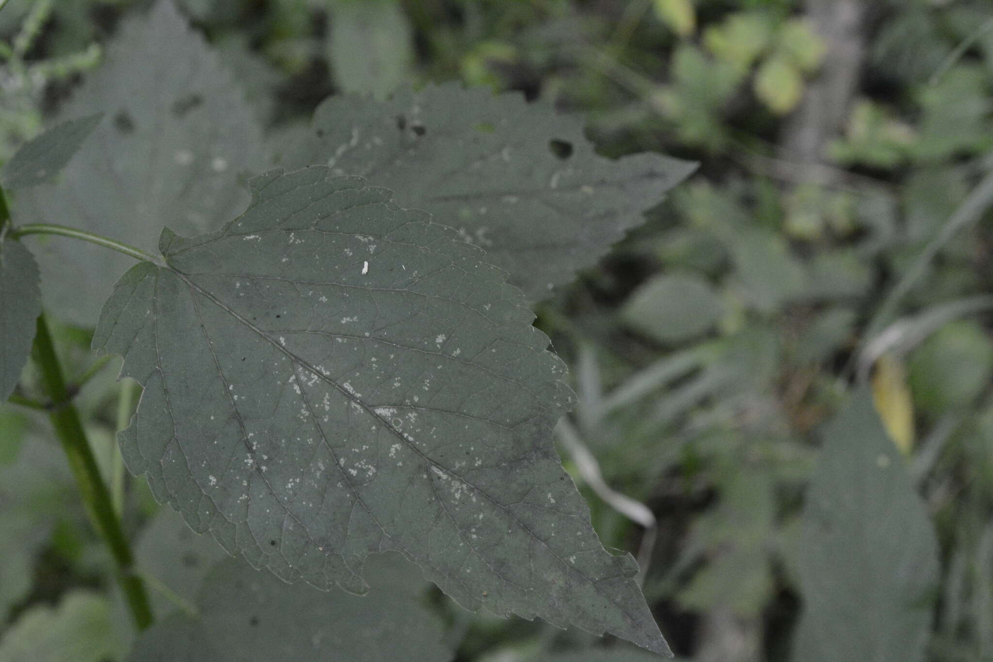 Image of Yellow Giant Hyssop