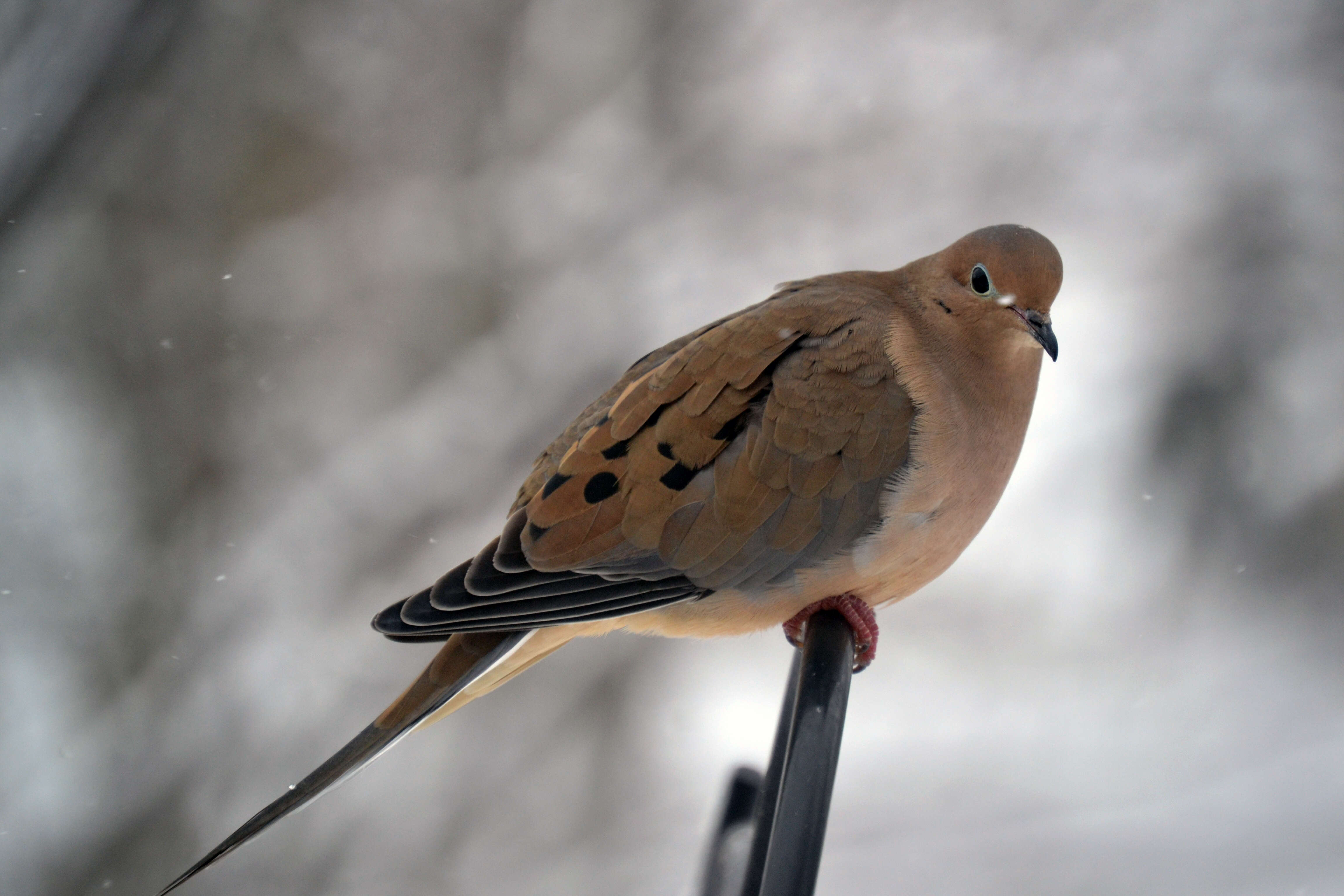 Image of American Mourning Dove