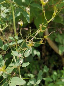 Image of Clematis kirilowii Maxim.