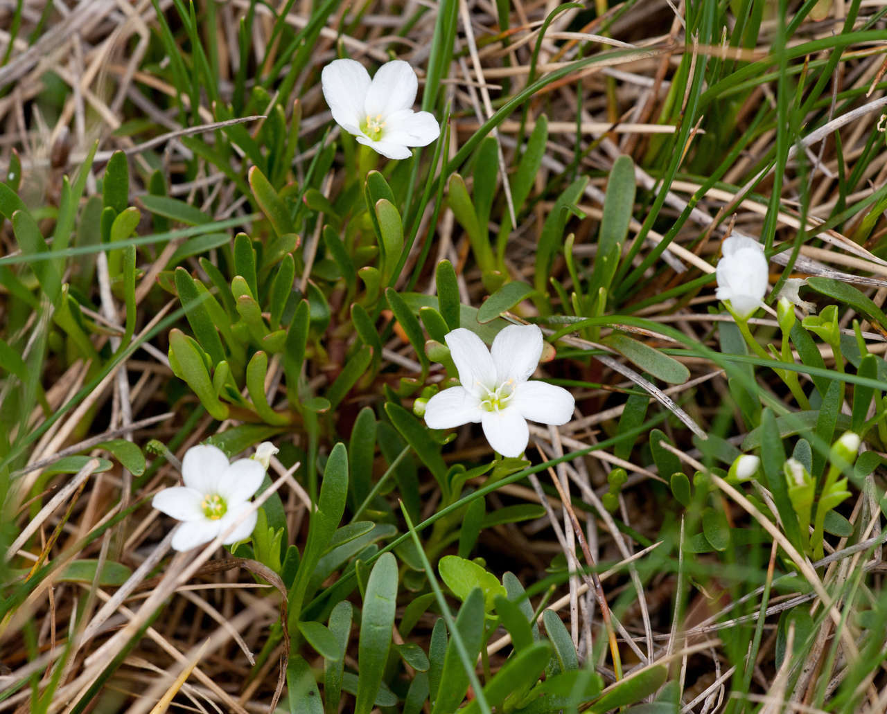 Montia australasica (Hook. fil.) Pax & K. Hoffm. resmi