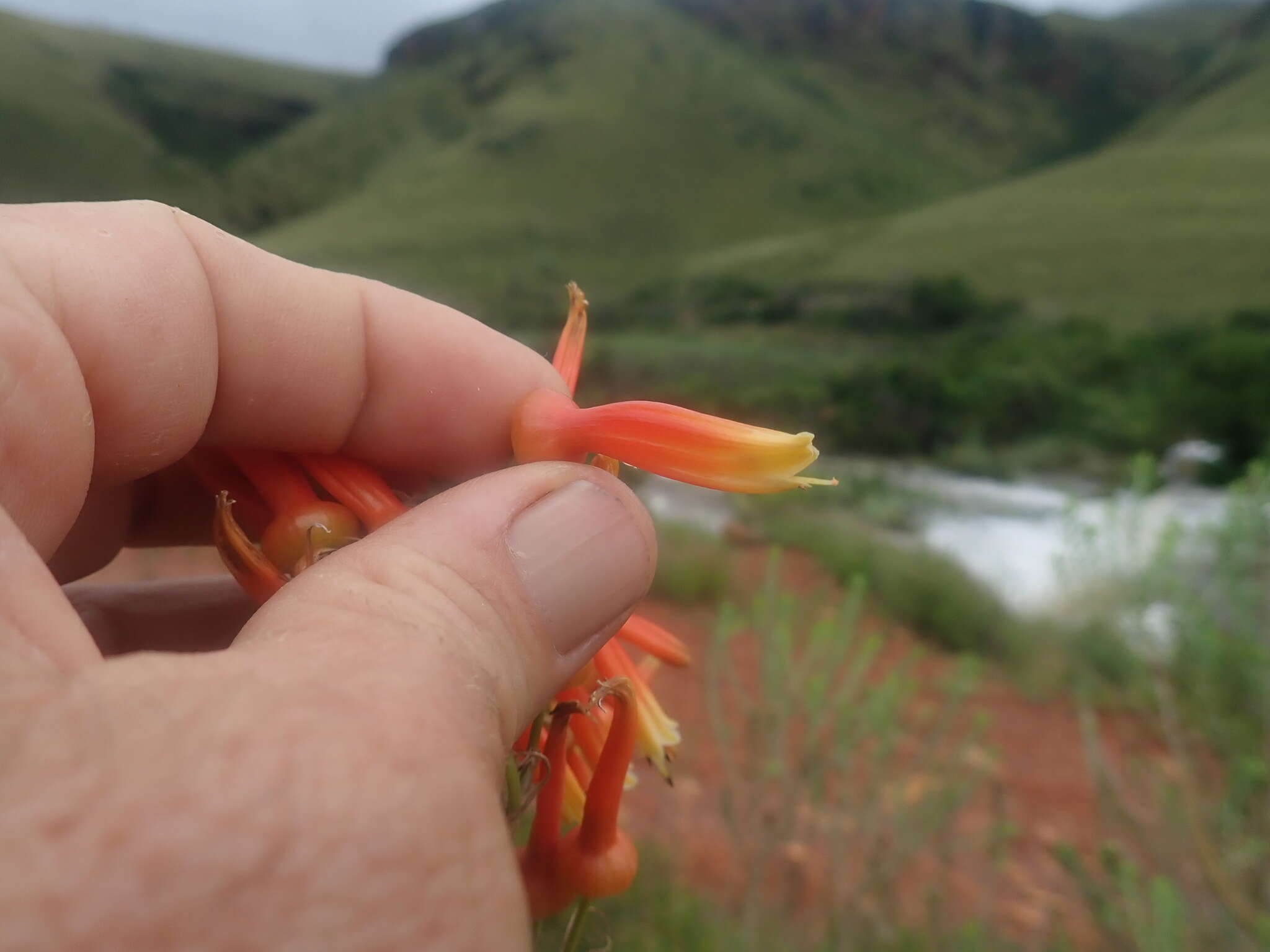 Aloe fosteri Pillans resmi