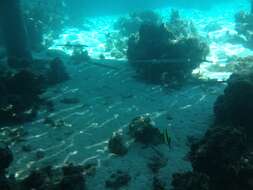 Image of Bluespotted cornetfish